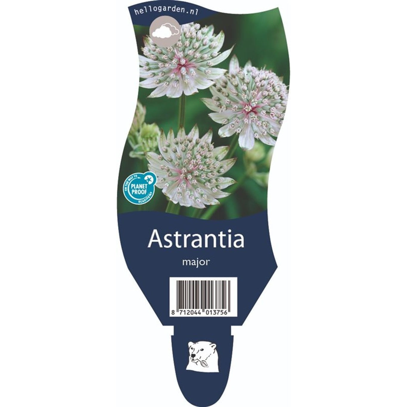 Stjärnflocka – Astrantia major - P11